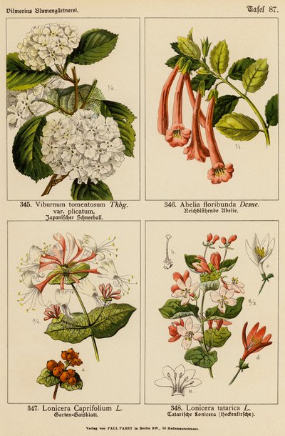 Viburnum Tomentosum, Abelia Floribunda, Lonicera Caprifolium, Lonicera Tatarica door (after) German School