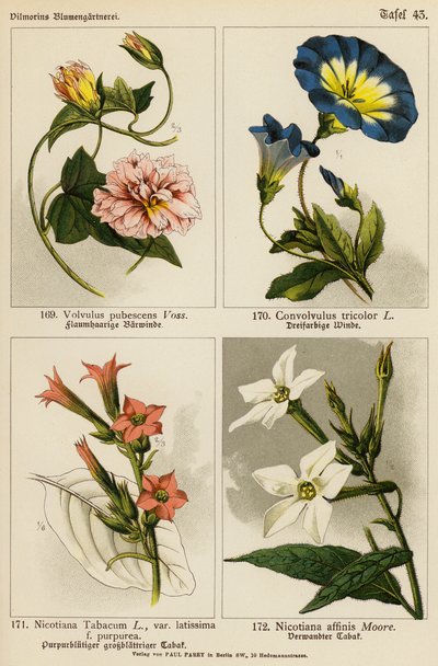 Volvulus Pubescens, Convolvulus Tricolor, Nicotiana Tabacum, Nicotiana Affinis door (after) German School