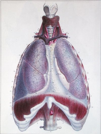 Anatomie van de longen, uit 