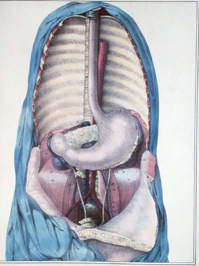 Anatomie van de slokdarm en de maag, uit 