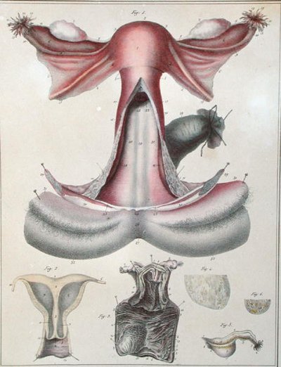 Anatomie van de baarmoeder, uit 