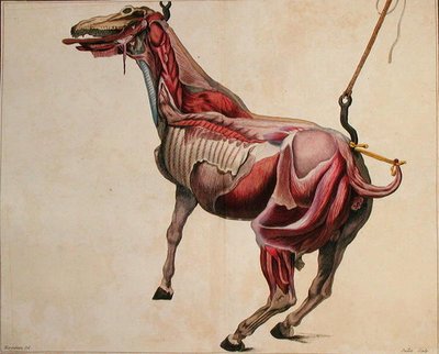 Gevilde paard, uit 