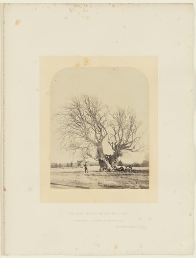 Knotbeuk op het gazon van Smith door 14th Earl of Caithness James Sinclair