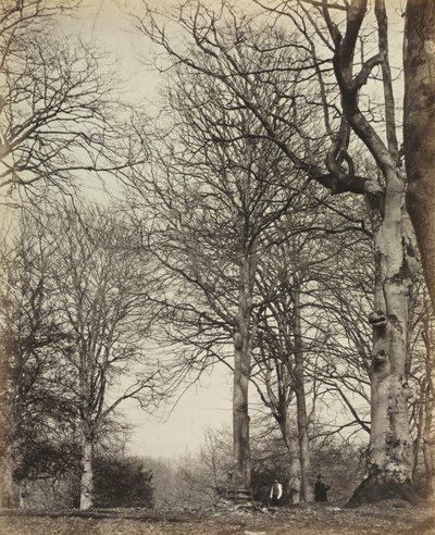 Koningin Adelaide
