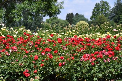 Olieverfschilderijen in bloementhema door Albert Mansour