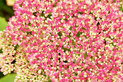 Olieverfstijl: bloemenkunst door Albert Mansour