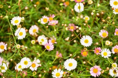 Bloemenkunst in olieverfstijl door Albert Mansour
