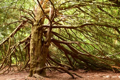 Olieverfstijl: Natuur en bos door Albert Mansour