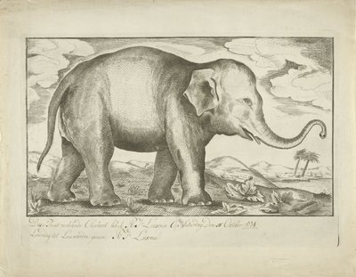 Olifant door A.J. Looxma