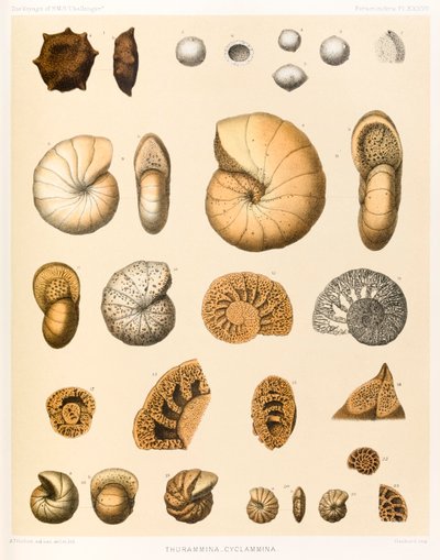Thurammina-Cyclammina (Foraminifera PL. XXXVII) uit 