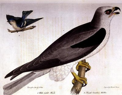 Witstaartbuizerd en vrouwelijke Caerulean Warbler, gegraveerd door Alexander Lanson door A. (after) Rider