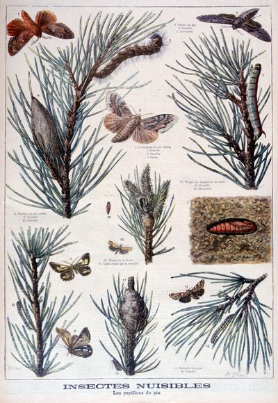 Schadelijke insecten: vlinders en motten die pijnbomen beschadigen, 1897 door A Clement
