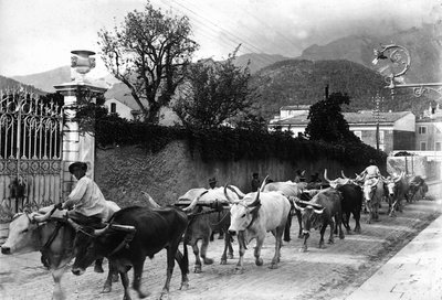 Enkele ossen die worden gebruikt voor het transport van marmer uit de Apuane steengroeven lopen langs een weg in Carrara door A. Corsini