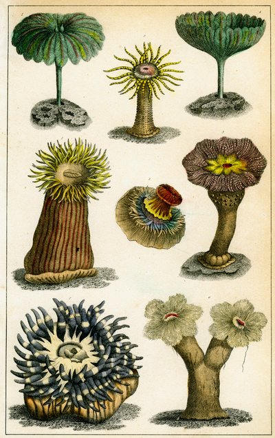 Zeeanemonen, 19e eeuw door A Fullarton and Co