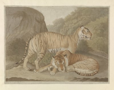 Twee tijgers in een landschap door A. Lutz