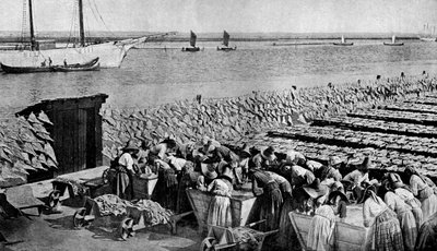 Hoeveelheden kabeljauw die in de zon drogen in Aveiro bij de monding van de Vouga, Portugal, c1930s door A. W. Cutler