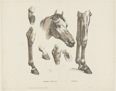 Hengst door A. van Loco
