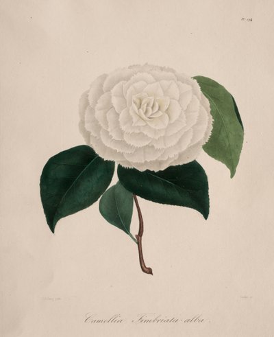 Iconografie van het geslacht camellia: Nr. 194 door Abbé Laurent Berlèse