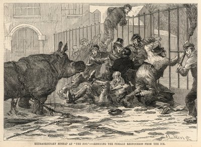 Het redden van de vrouwelijke neushoorn uit het ijs SH door Abbé Prévost