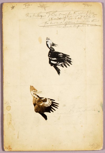 2 Rush stencils, studiemap voor boek Concealing Coloration in the Animal Kingdom door Abbott Handerson Thayer