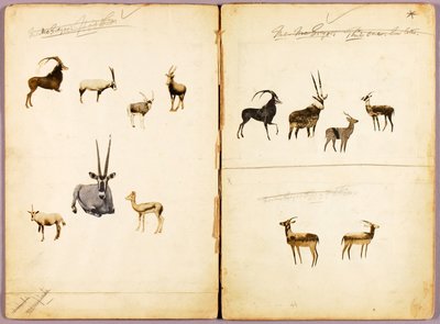 Antilopen, studiemap voor boek Concealing Coloration in the Animal Kingdom door Abbott Handerson Thayer
