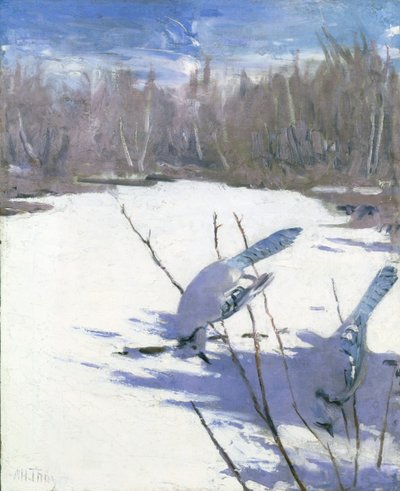 Blauwe Gaaien in de Winter, studie voor boek Concealing Coloration in the Animal Kingdom door Abbott Handerson Thayer