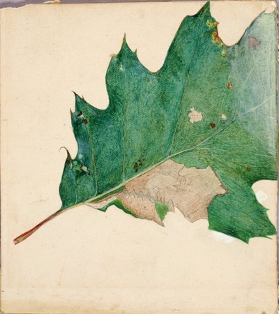Oligocentra Lignicolor, Walker, studie voor boek Concealing Coloration in the Animal Kingdom door Abbott Handerson Thayer