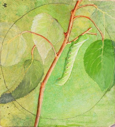 Sfinxrups, studie voor boek Concealing Coloration in the Animal Kingdom door Abbott Handerson Thayer