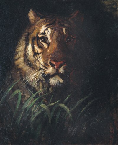 Tijgerkop door Abbott Handerson Thayer