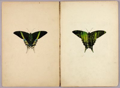 Urania-mot, studiemap voor het boek "Beschermende kleuring in het dierenrijk" door Abbott Handerson Thayer