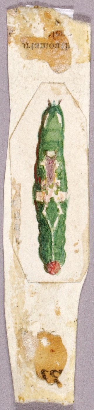 Rups met witte berkenbladrand, studie voor boek Concealing Coloration in the Animal Kingdom door Abbott Handerson Thayer
