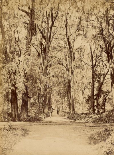 Mexico. Bos van Chapultepec, Bij van Mexico door Abel Briquet