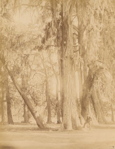 Mexico. Bos van Chapultepec, Bij van Mexico door Abel Briquet