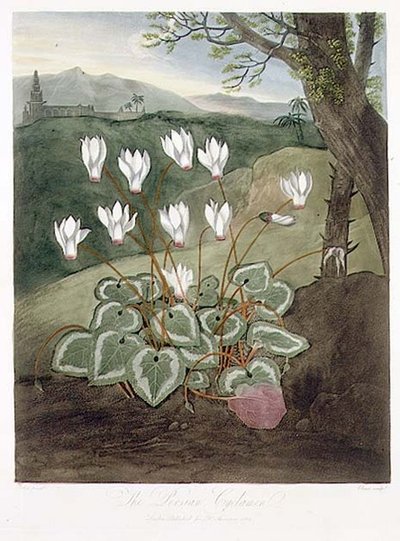 De Perzische Cyclamen, gegraveerd door Elmes, uit 