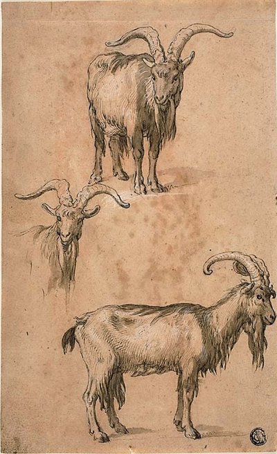 Drie schetsen van een geit (recto) Draperie van staande vrouwelijke figuur (verso) door Abraham Bloemaert