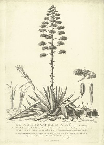 Bloeiende Amerikaanse Aloë, 1757 door Abraham Delfos