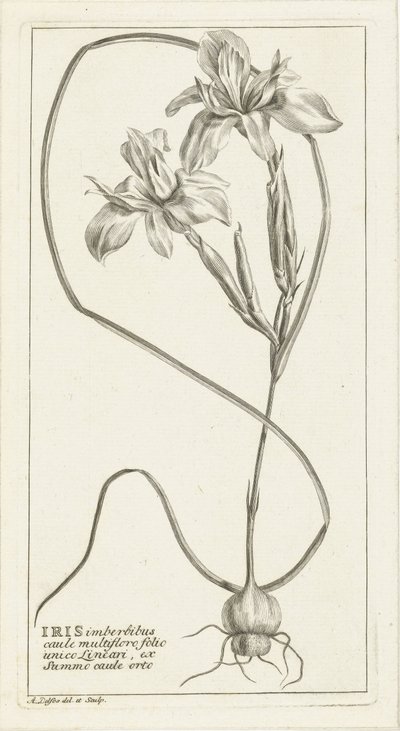Iris door Abraham Delfos