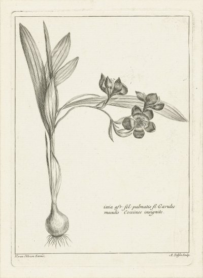 Ixia door Abraham Delfos