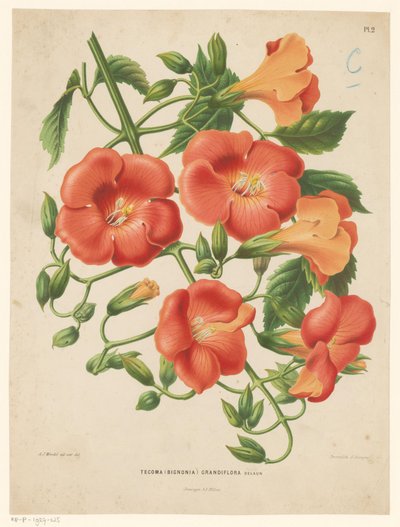 Bignonia door Abraham Jacobus Wendel