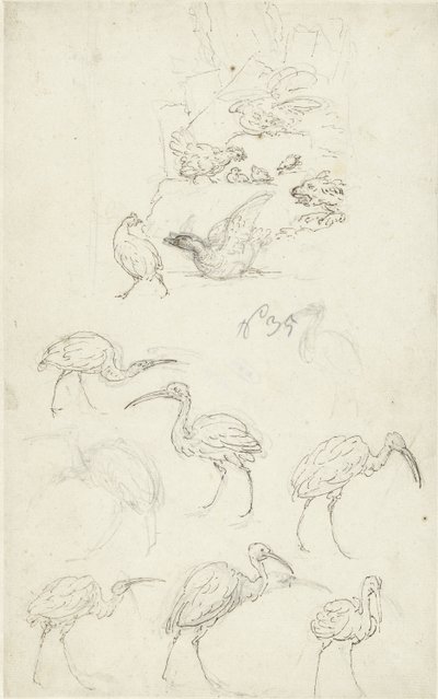 Studies van vogels door Abraham Meertens