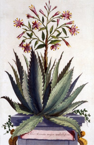 Aloe Serrata major umbellifera, uit 