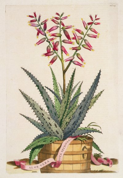 Aloe Vera Costa Spinosa, uit 