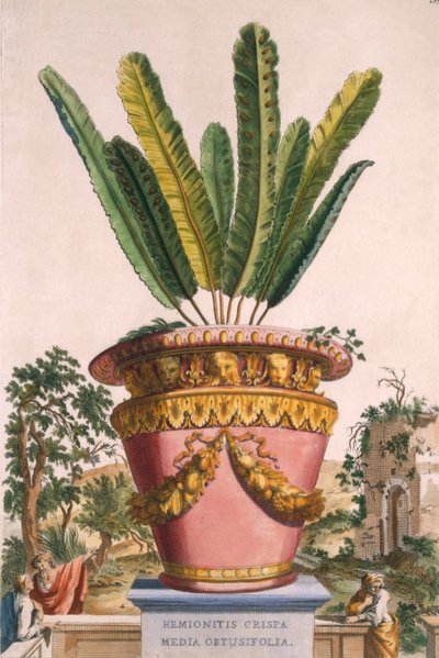 Hemionitis Crispa Media Obtusifolia, uit 