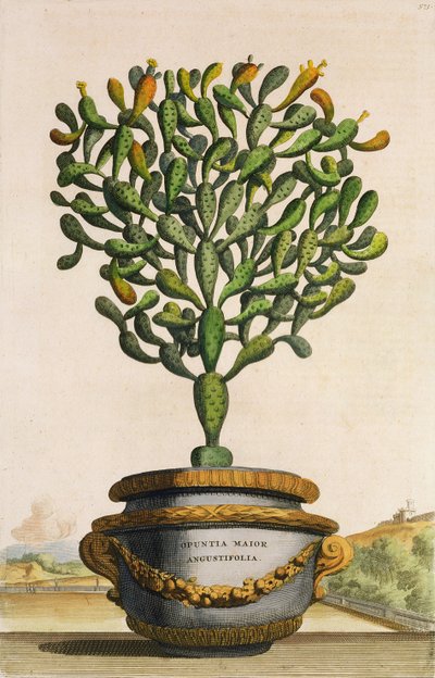 Opuntia Maior Augustifolia, uit Phytographia Curiosa, gepubliceerd 1702 door Abraham Munting