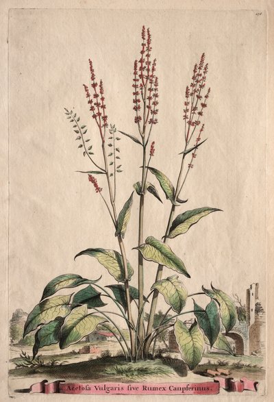 Phytographia Curiosa: Acetosa Vulgaris sive Rumex Canpferinus door Abraham Munting