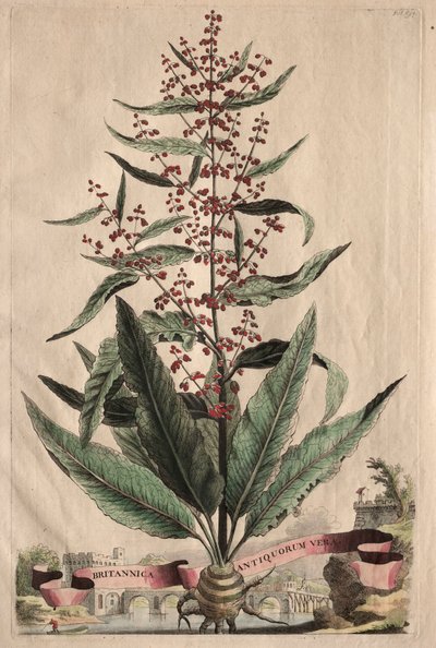 Phytographia Curiosa: Britannica Antiquorum Vera door Abraham Munting