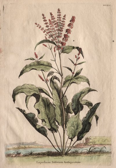 Phytographia Curiosa: Lapathum Sativum Antiquorum door Abraham Munting