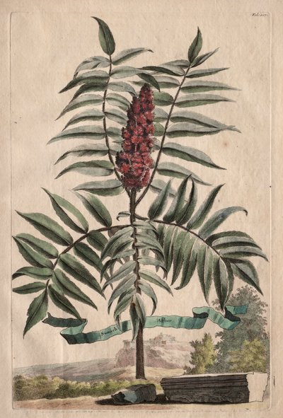 Phytographia Curiosa: Snoekkruid door Abraham Munting