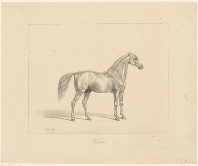 Arabische hengst door Abraham Vinkeles