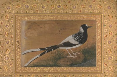 Gevlekte vorkstaart, Folio uit het Shah Jahan Album, recto: ca. 1610-15, verso ca. 1540 door Abu al Hasan